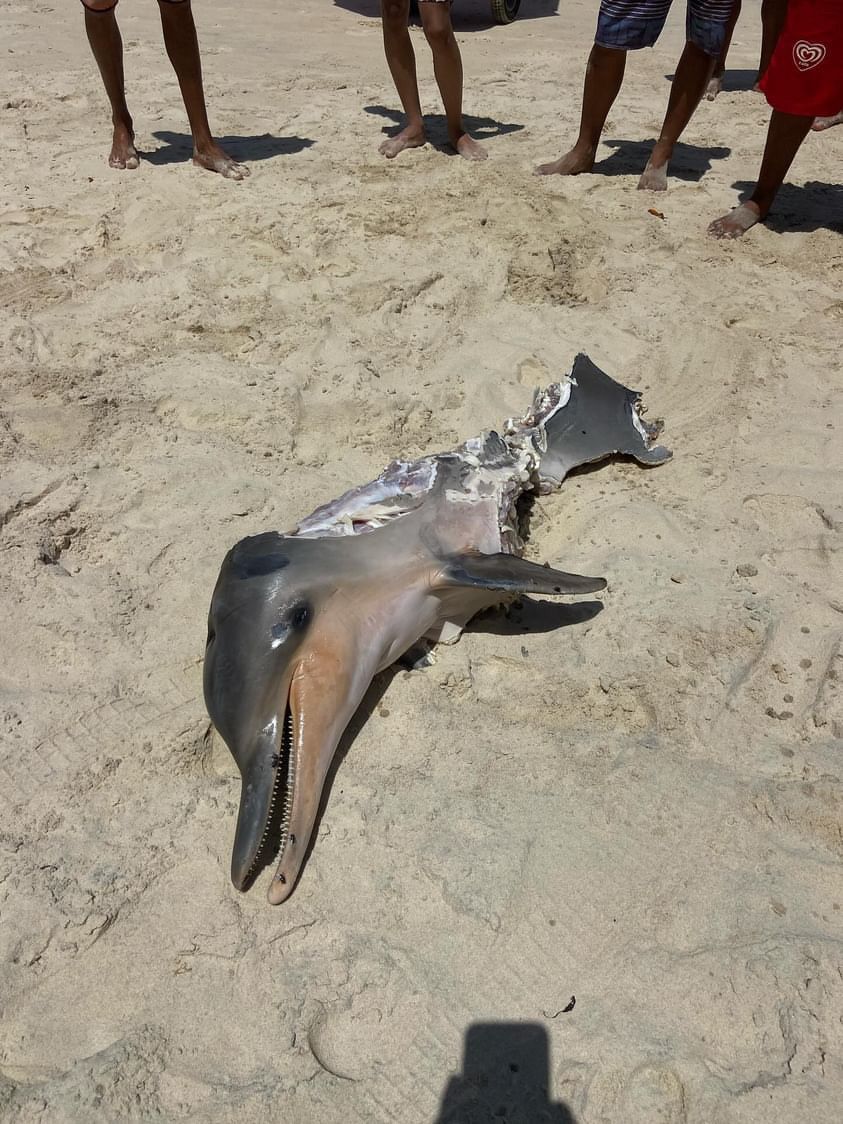 Mais De Animais Foram Encontrados Encalhados Nas Praias Do Rn Diz