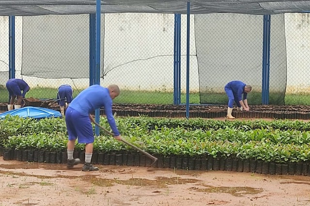 PROJETO NO SISTEMA PENITENCIÁRIO CONTRIBUI COM A REVITALIZAÇÃO DA CAJUCULTURA NO RN