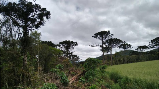 MULTAS POR DESMATAMENTOS NA AMAZÔNIA AUMENTAM 219% NO 1º TRIMESTRE