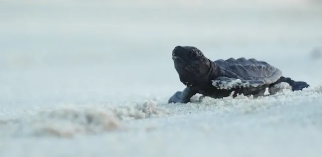 CERCA DE 150 FILHOTES DE TARTARUGAS SÃO SOLTOS EM PRAIA DA GRANDE NATAL