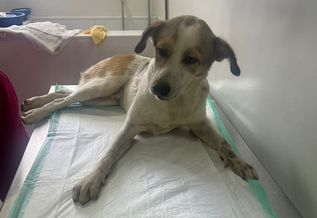 CACHORRO ALVEJADO E ARRASTADO NO RN PODE FICAR SEM MOVIMENTO NAS PATAS TRASEIRAS; ONG FAZ VAQUINHA