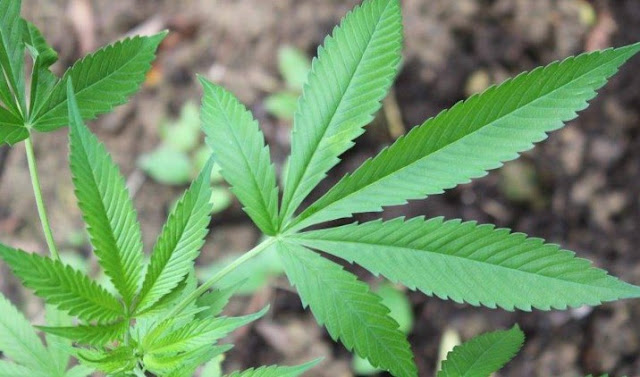 MINISTRO DO STJ AUTORIZA QUE HOMEM PLANTE ATÉ 354 PLANTAS DE CANNABIS POR ANO PARA TRATAR ANSIEDADE