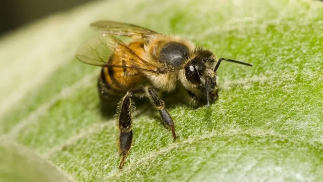 IDOSO MORRE APÓS SER ATACADO POR ENXAME DE ABELHAS NO INTERIOR DO RN