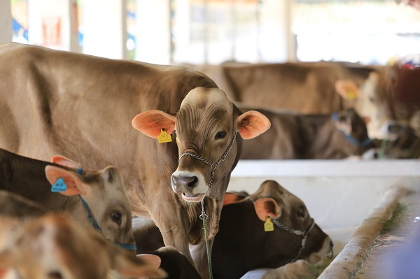 FESTA DO BOI COMEÇA EM 7 DE OUTUBRO E JÁ TEM SHOWS CONFIRMADOS; VEJA