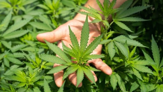 MACONHA: 72% DOS BRASILEIROS SÃO CONTRÁRIOS À LEGALIZAÇÃO GERAL; USO MEDICINAL CONTA COM 76% DE APOIO, DIZ PESQUISA DATAFOLHA