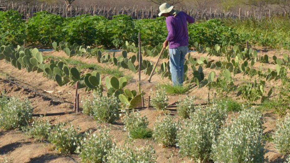 INADIMPLÊNCIA ATINGE 28% DOS PRODUTORES RURAIS NO PAÍS