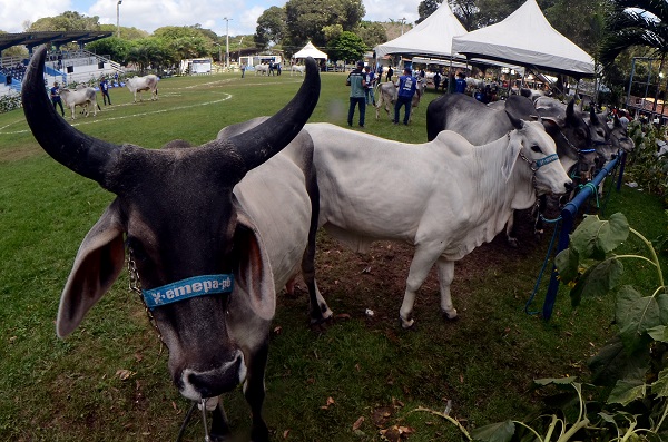 FESTA DO BOI: LEILÕES RENDEM R$ 6,057 MILHÕES E VOLUME SUPERA EM 63,4% O DE 2022
