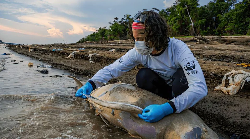 MAIS DE 130 BOTOS MORREM NO AMAZONAS