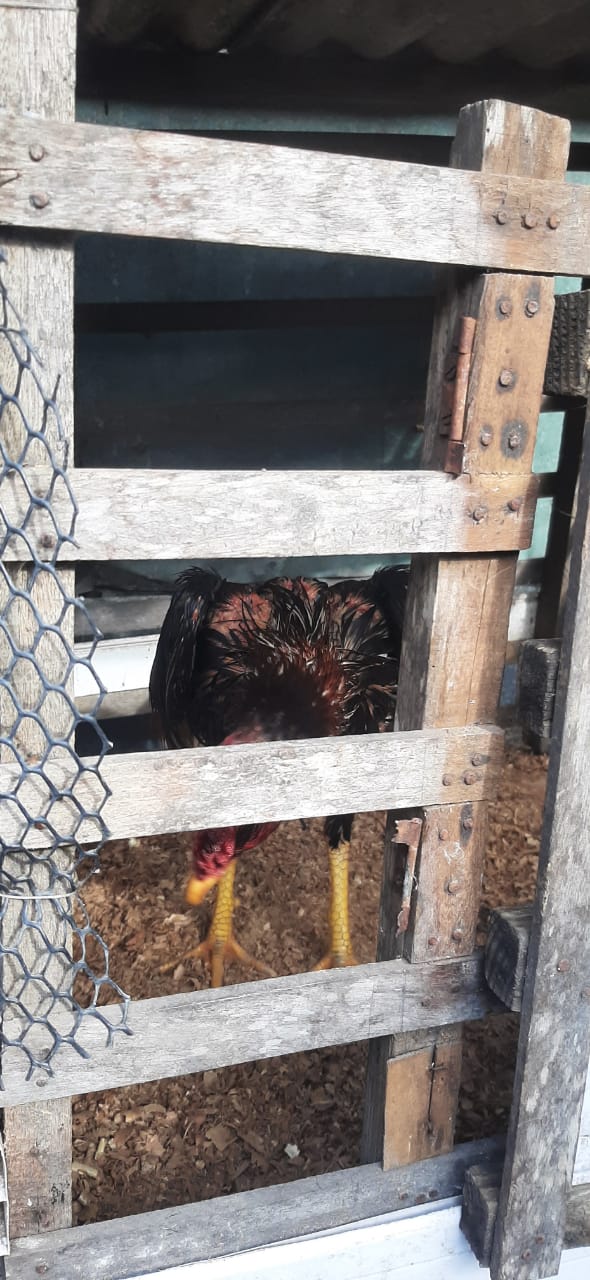 OITO HOMENS SÃO PRESOS E UM ADOLESCENTE É APREENDIDO DURANTE RINHA DE GALOS, EM NATAL