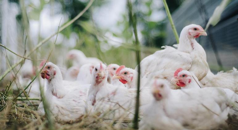 GRIPE AVIÁRIA: O MINISTÉRIO DA AGRICULTURA CONFIRMA MAIS 5 CASOS EM AVES SILVESTRES