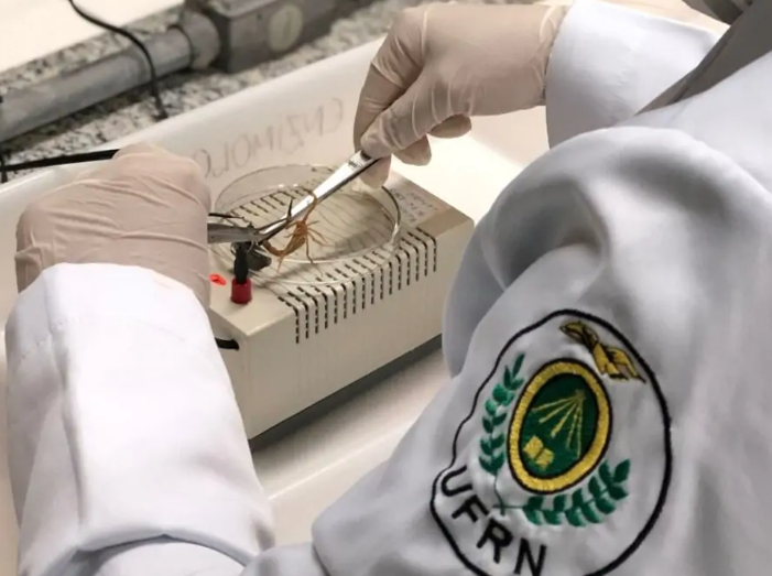 PESQUISADORES DA UFRN CRIAM SUBSTÂNCIA A PARTIR DO ESCORPIÃO QUE PODE SERVIR COMO ANTIBIÓTICO E PARA TRATAR CÂNCER