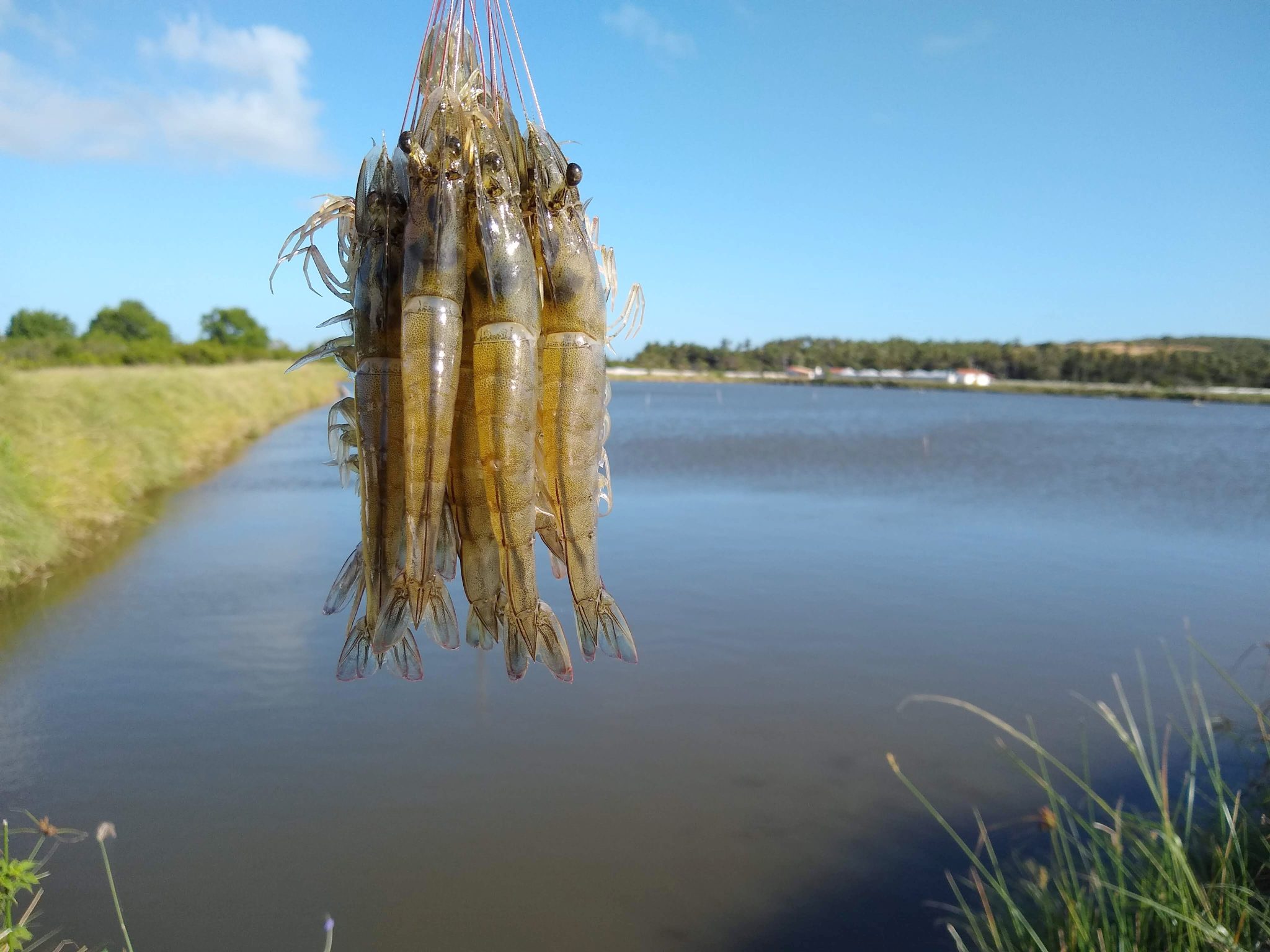 PRODUÇÃO DE CAMARÃO NO RN PODE SALTAR DE 28 MIL TONELADAS PARA 560 MIL