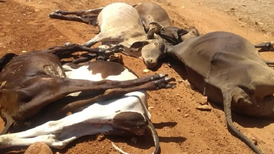 MORTE DE 25 ANIMAIS EM JUCURUTU LEVA IDIARN A INICIAR INVESTIGAÇÃO