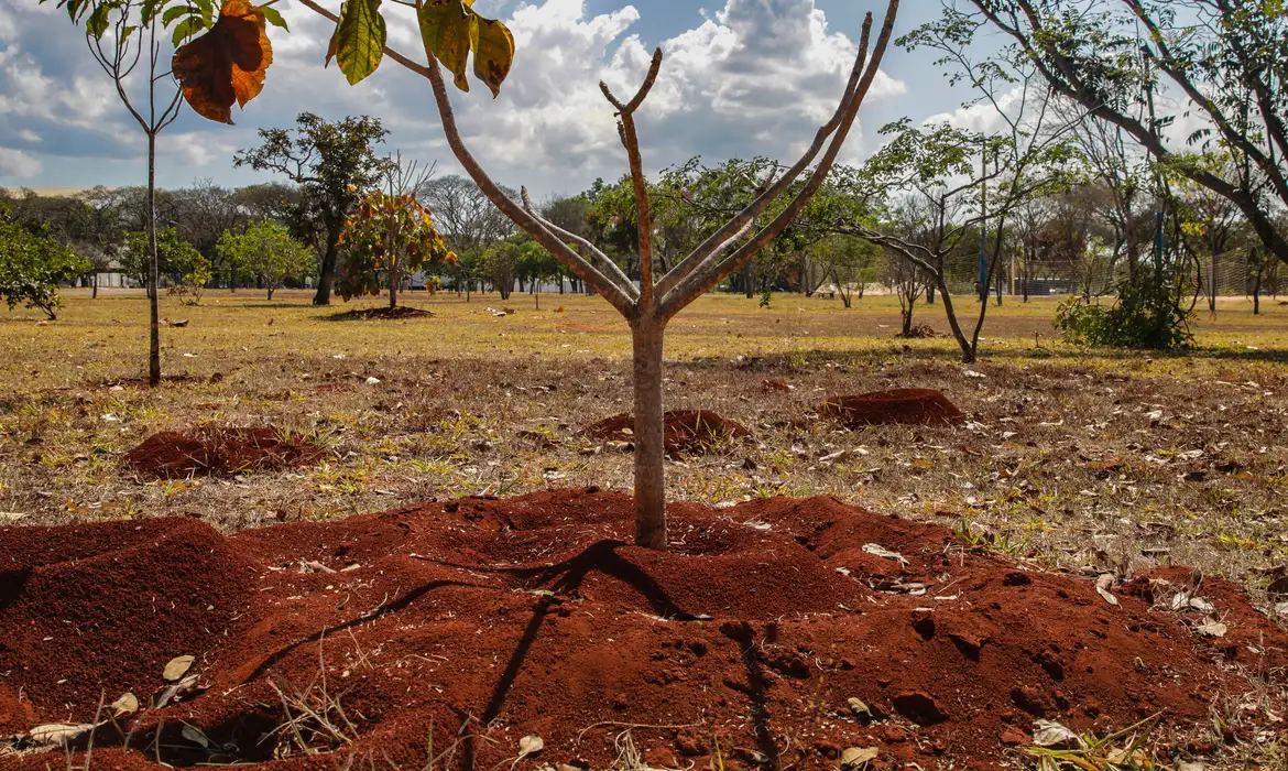 BRASIL PERDEU 16% DE VEGETAÇÃO HERBÁCEA E ARBUSTIVA NOS ÚLTIMOS 38 ANOS