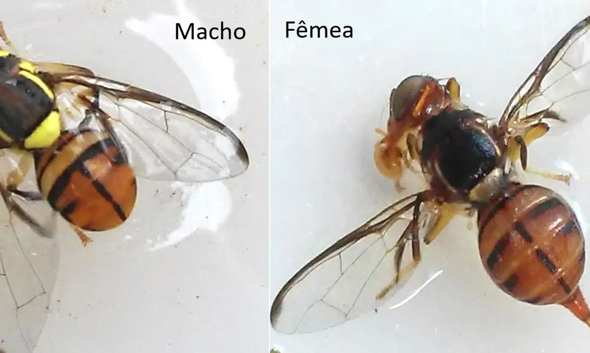 MOSCA-DA-CARAMBOLA LEVA QUATRO ESTADOS À EMERGÊNCIA FITOSSANITÁRIA