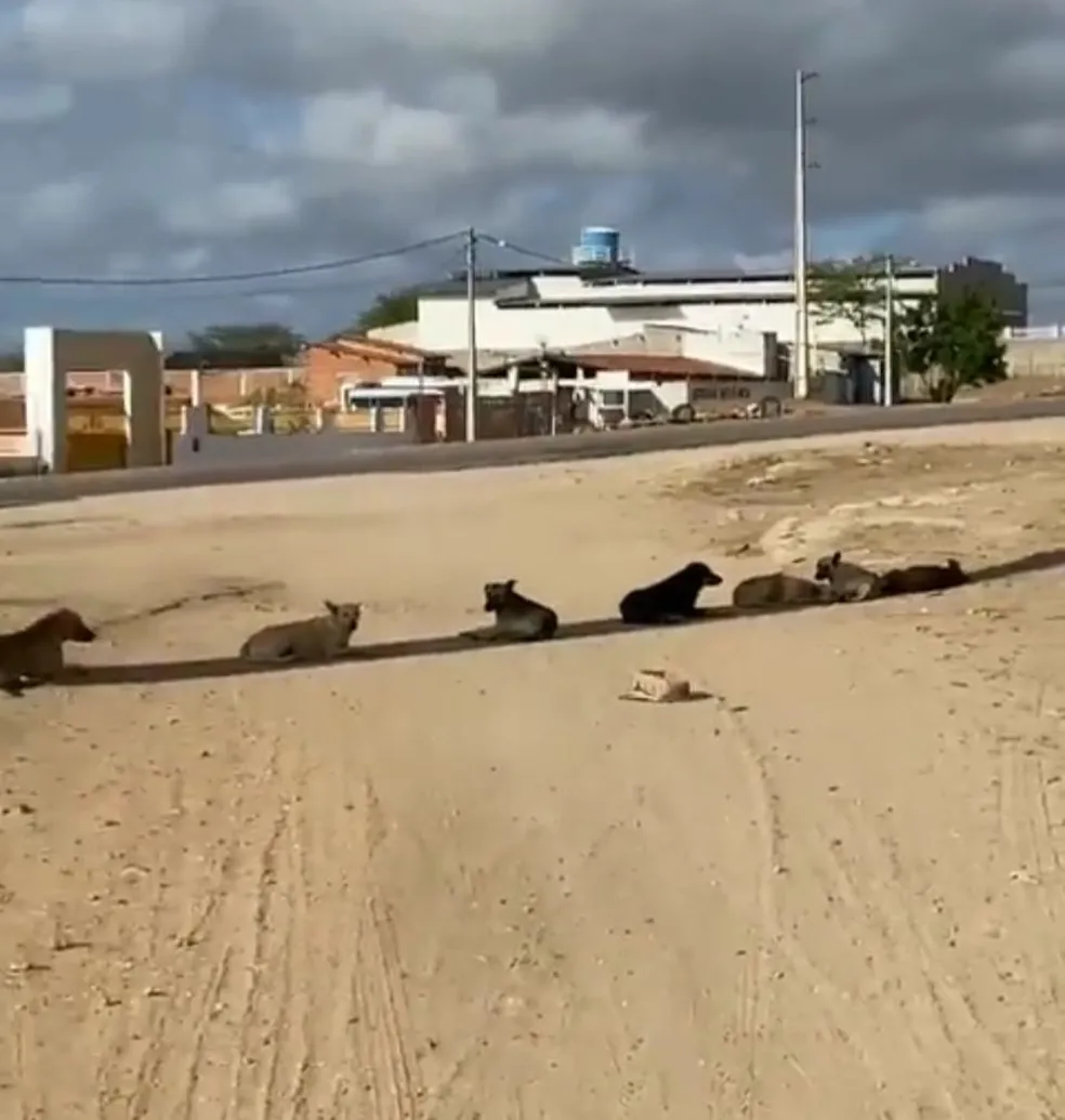 CALORÃO FAZEM CACHORROS SE PROTEGEREM DO SOL EM SONBRA DE POSTE NO INTERIOR DO RN
