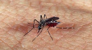 BRASIL BATE RECORDE DE MORTES POR DENGUE EM 2023