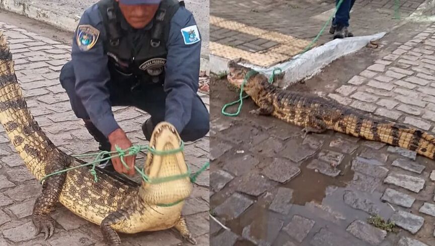 JACARÉ ASSUSTA MORADORES NO CENTRO DE CIDADE DO INTERIOR DO RN