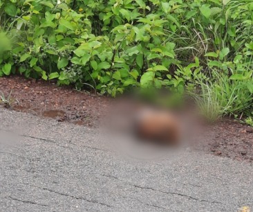 CABEÇA É ENCONTRADA NA MARGEM DA BR-406, EM JOÃO CÂMARA
