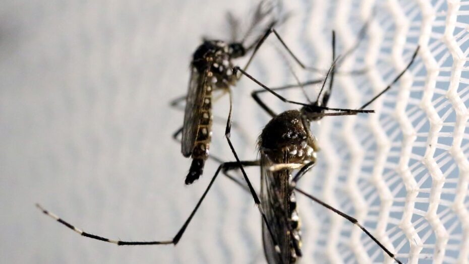 COM POSSIBILIDADE DE AUMENTO, SESAP EMITE  ALERTA PARA CENÁRIO DE DENGUE NO RN