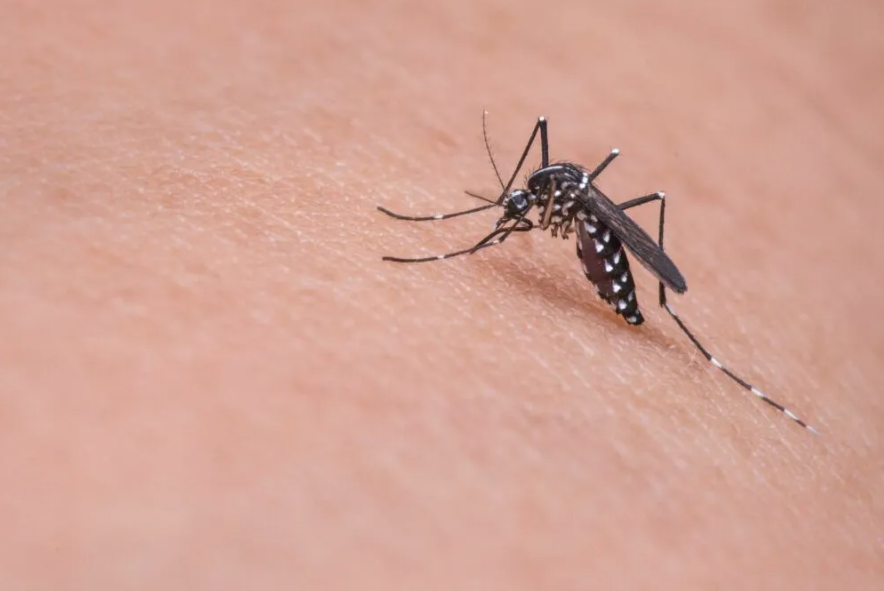 BRASIL REGISTRA 55,8 MIL CASOS E SEIS MORTES POR DENGUE ATÉ METADE DE JANEIRO DE 2024