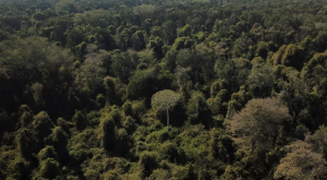 DESMATAMENTO NA AMAZÔNIA EM 2023 É O MENOR REGISTRADO DESDE 2028, DIZ IMAZON