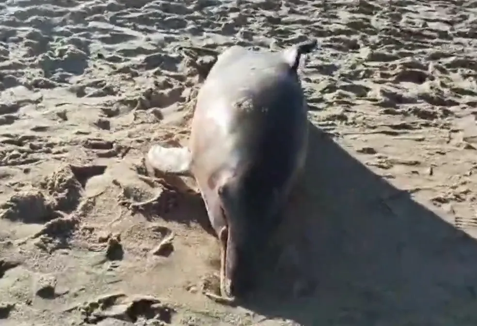 EM MENOS DE 15 DIAS, LITORAL DO RN REGISTRA MORTES DE 9 TARTARUGAS E 5 GOLFINHOS