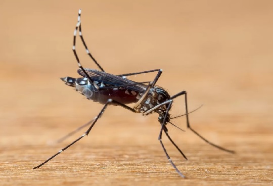 PARAÍBA CONFIRMA PRIMEIRA MORTE POR DENGUE EM 2024