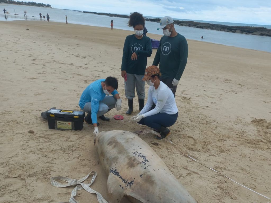 GOLFINHO APARECE MORTO EM PRAIA DO LITORAL SUL DO RN