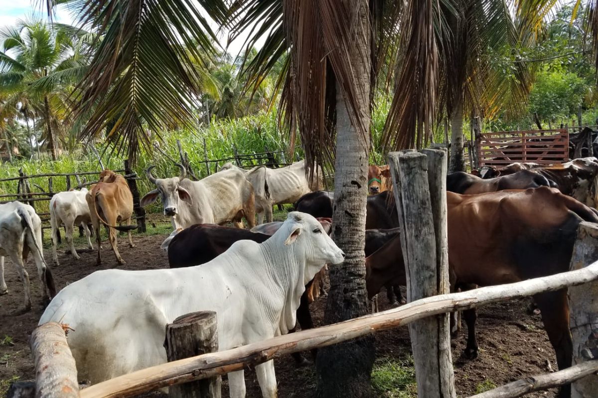 VACINAÇÃO CONTRA A FEBRE AFTOSA DO RN É ANTECIPADA PARA ABRIL