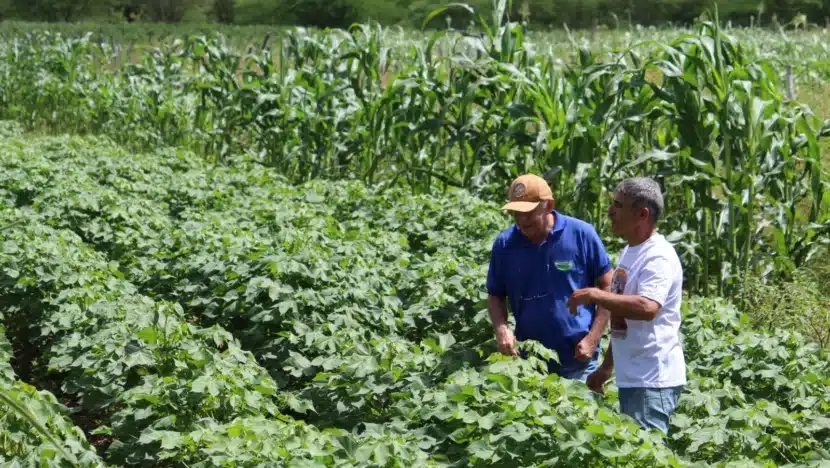 MAIS DE 12,6 MIL FAMÍLIAS DE AGRICULTORES IRÃO RECEBER SEGURO SAFRA NO RN