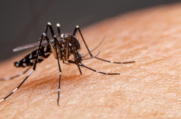BRASIL ATINGE 1.600 MORTES POR DENGUE, NÚMERO 35% MAIOR DO QUE TODO O ANO DE 2023