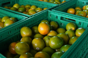 PREÇO DA LARANJA AUMENTA 39% E IMPACTA BOLSO DO COMSUMIDOR