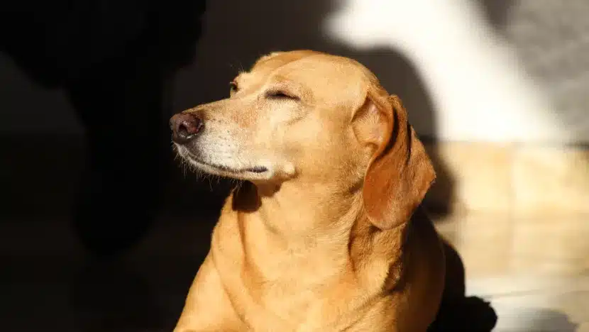 NOVO CÓDIGO CIVIL DEVE RECONHECER QUE ANIMAIS SÃO SERES COM SENTIMENTOS E DIREITOS