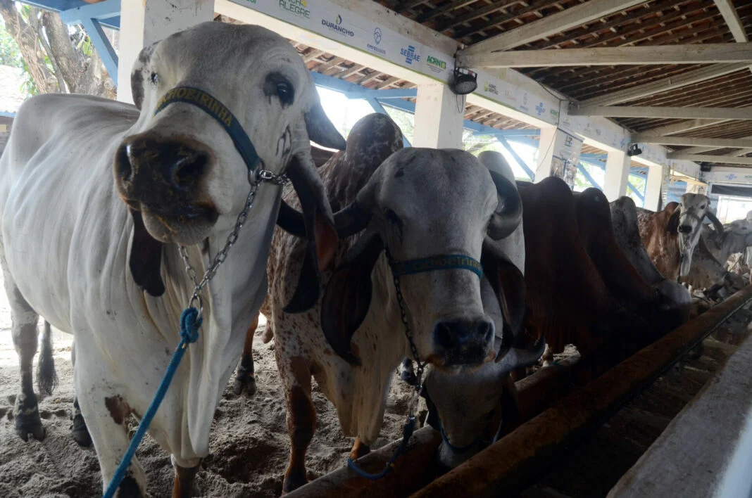 EXPECTATIVAS PARA O AGRONEGÓCIO COM O RN LIVRE DA AFTOSA