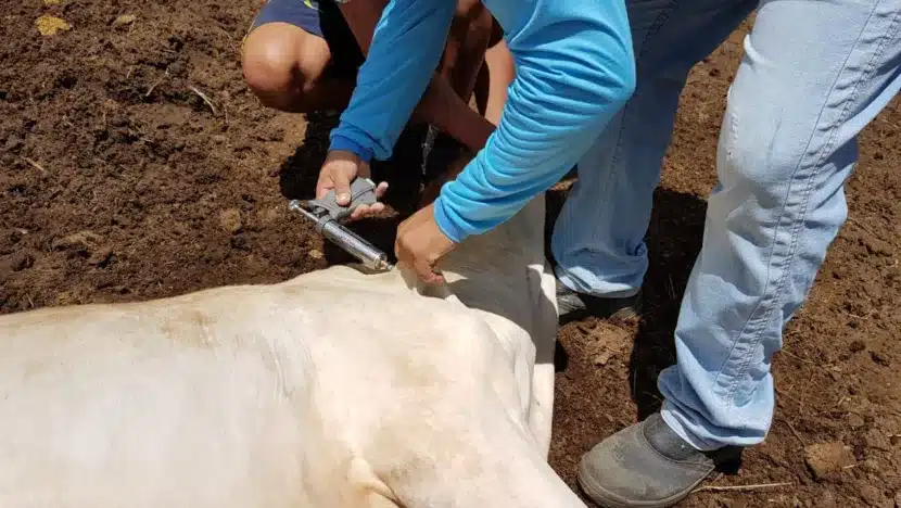 MINISTÉRIO DA AGRICULTURA RECONHECE O RN COMO LIVRE DA FEBRE AFTOSA SEM VACINAÇÃO