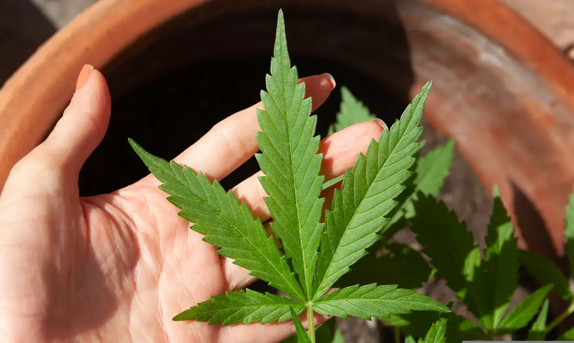 DECISÃO DO STF SOBRE PORTE DE MACONHA DEMANDA NOVOS PROCEDIMENTOS