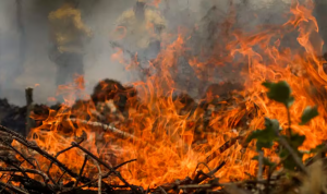 BRASIL É O SEGUNDO DA AMÉRICA DO SUL COM MAIS FOCOS DE INCÊNDIO EM SEIS MESES