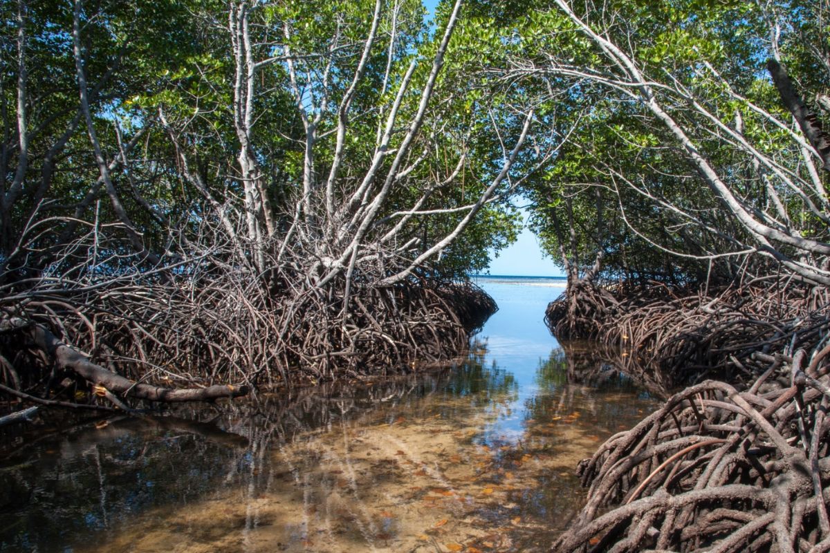 STF PROÍBE CARCINICULTURA EM MANGUEZAIS E ÁREAS DE PRESERVAÇÃO NO RN