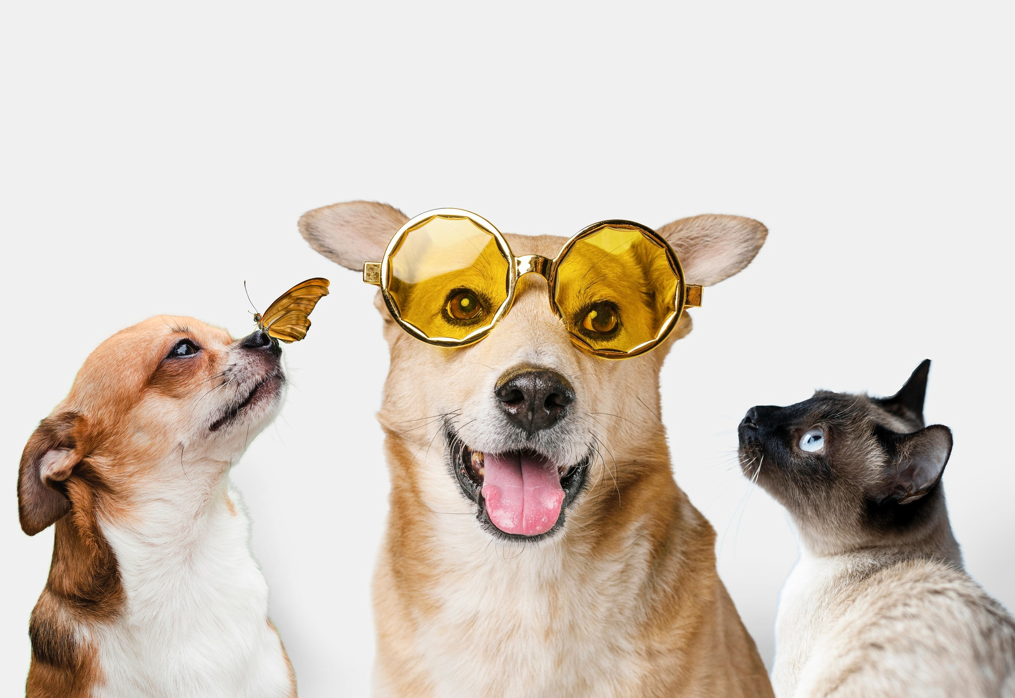 ANIMAIS DOMÉSTICOS TERÃO RG GRATUITO COM CADASTRO NACIONAL; VEJA COMO FUNCIONARÁ