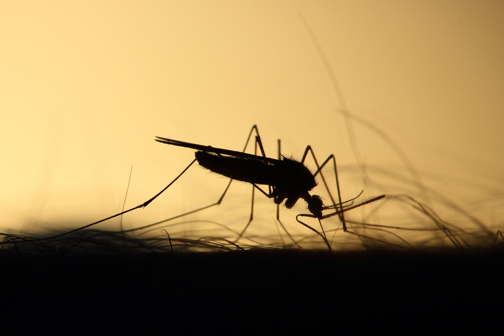 SESAP INSTALA SALA DE SITUAÇÃO PARA MONITORAMENTO DA DENGUE NO RN