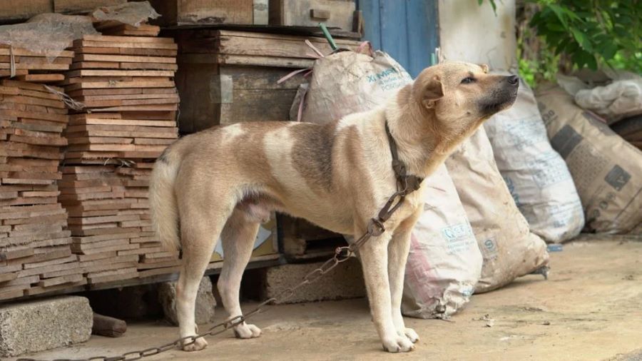 PROJETO DE LEI PREVÊ PRISÃO PARA QUEM MANTER ANIMAL PERMANENTEMENTE PRESO EM CORRENTE