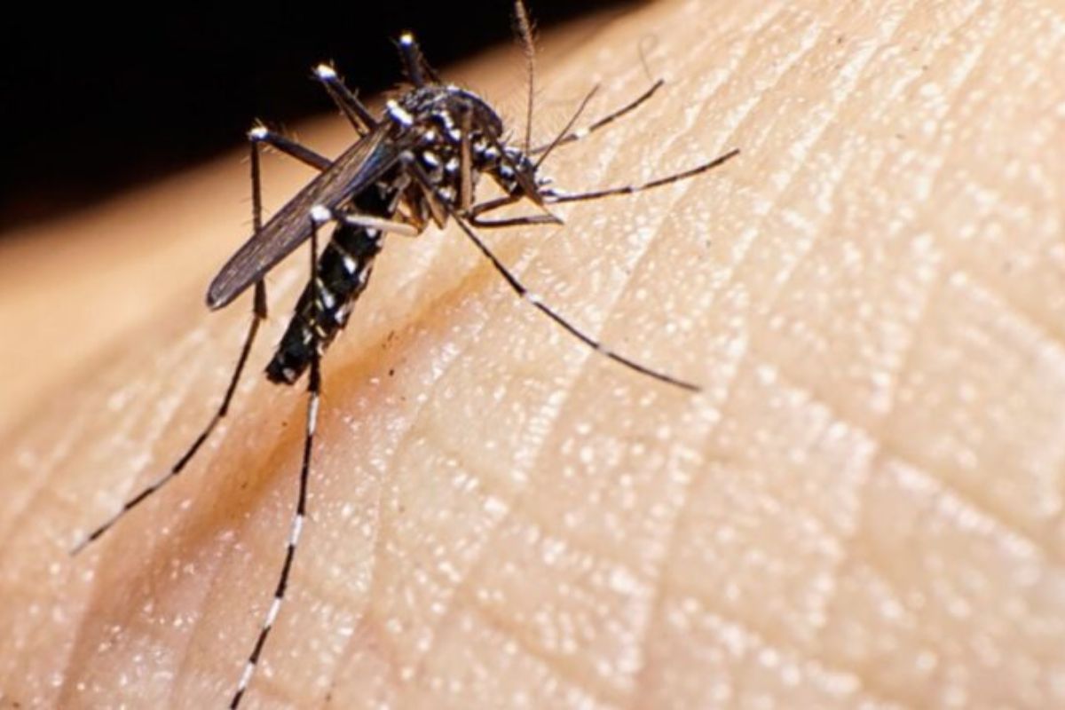 MAIS DE 6 MIL BRASILEIROS MORRERAM EM DECORRÊNCIA DE DENGUE EM 2024