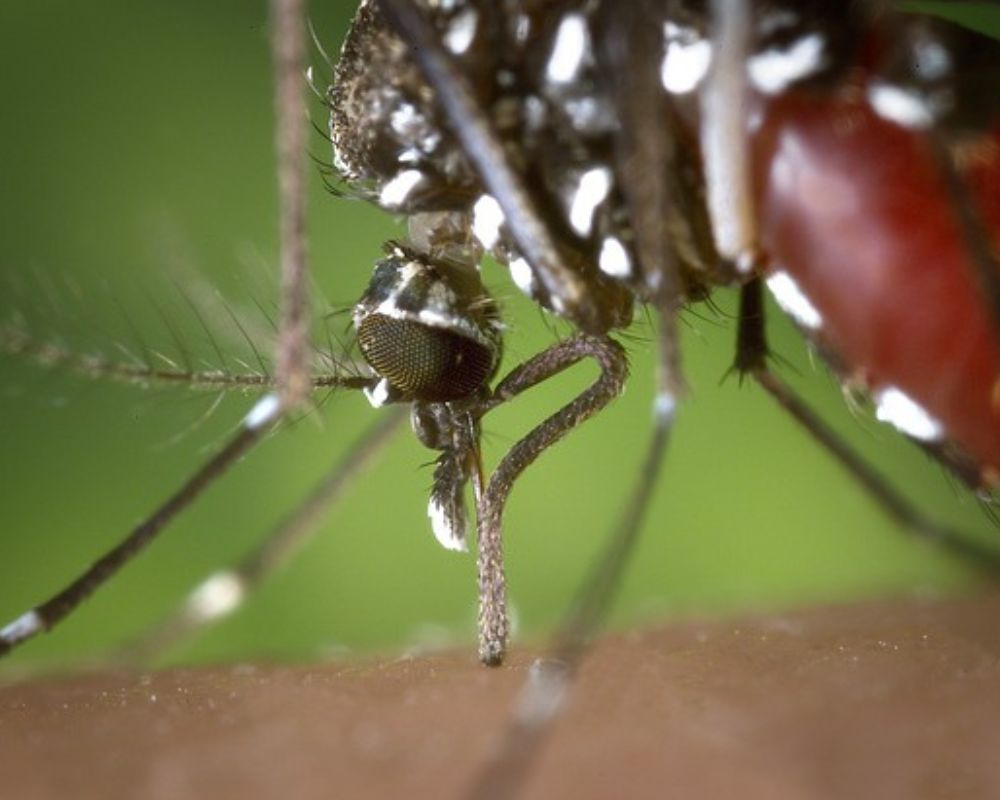 MINISTÉRIO DA SAÚDE VAI DISTRIBUIR 31,1 MIL TESTES RÁPIDOS INÉDITOS PARA  DIAGNÓSTICO DE DENGUE NO RN