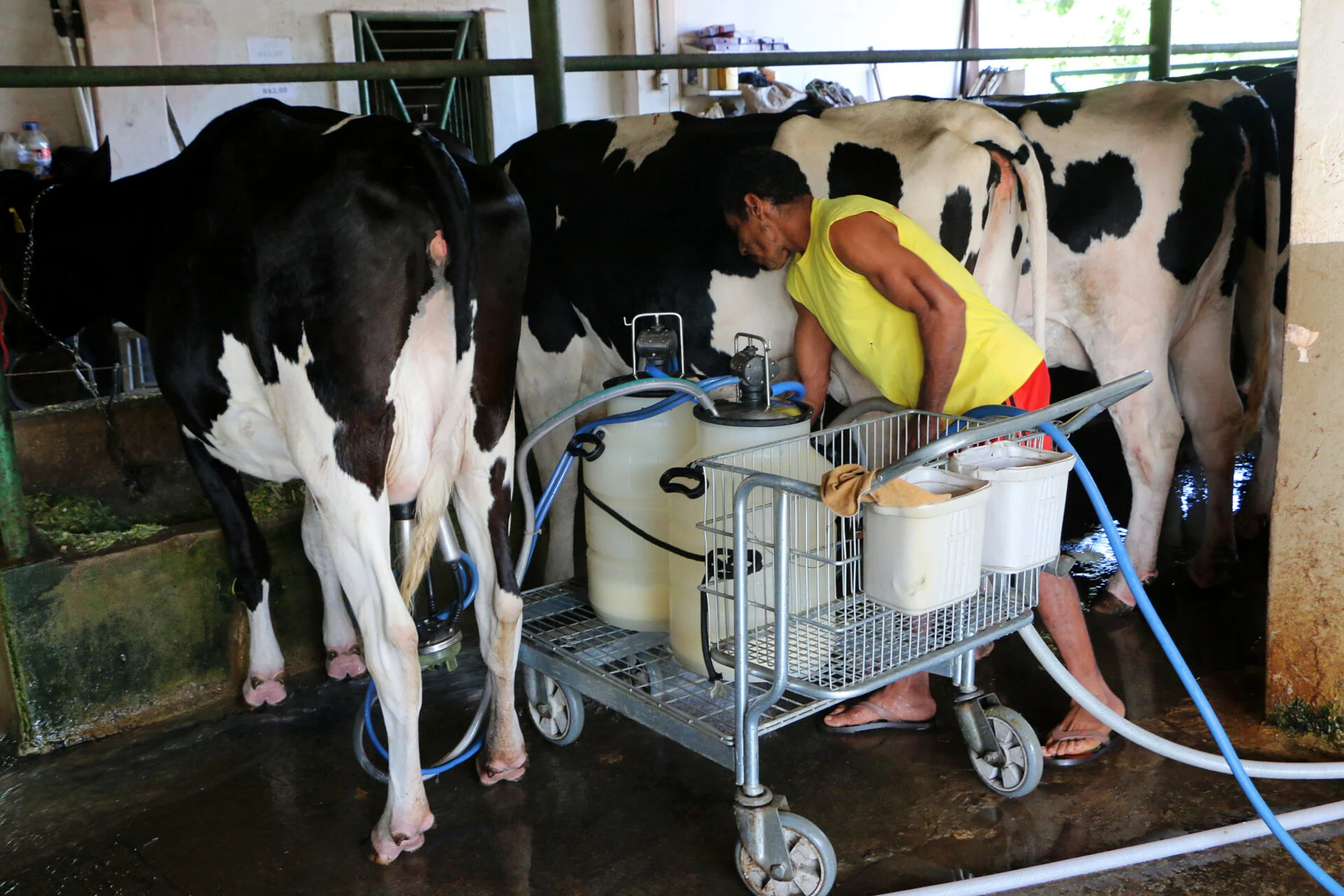 BACIA POTIGUAR REGISTRA AUMENTO NA PRODUÇÃO DE LEITE EM 2024