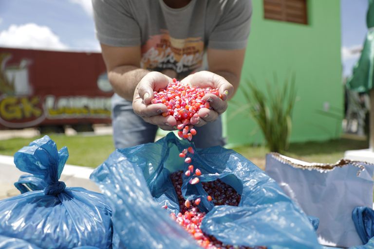PROGRAMA DA AGRICULTURA FAMILIAR DO RN VAI RECEBER 34 TONELADAS DE SEMENTES
