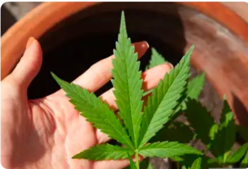 STF MANTÉM DESCRIMINALIZAÇÃO DO PORTE DE MACONHA PARA USO PESSOAL