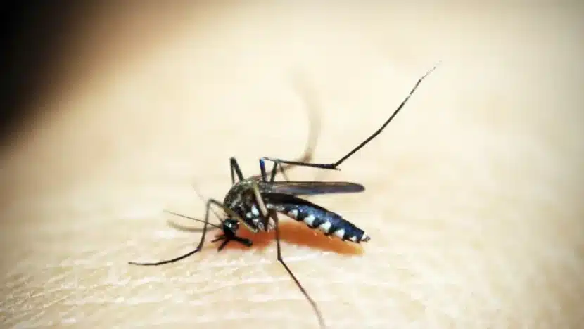 RIO GRANDE DO NORTE REGISTRA REDUÇÃO DE 9,6% NOS CASOS DE DENGUE EM 2025