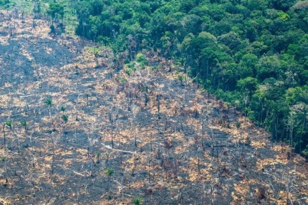 TAXA DE DESMATAMENTO NA AMAZÔNIA AUMENTA QUASE 70% EM JANEIRO