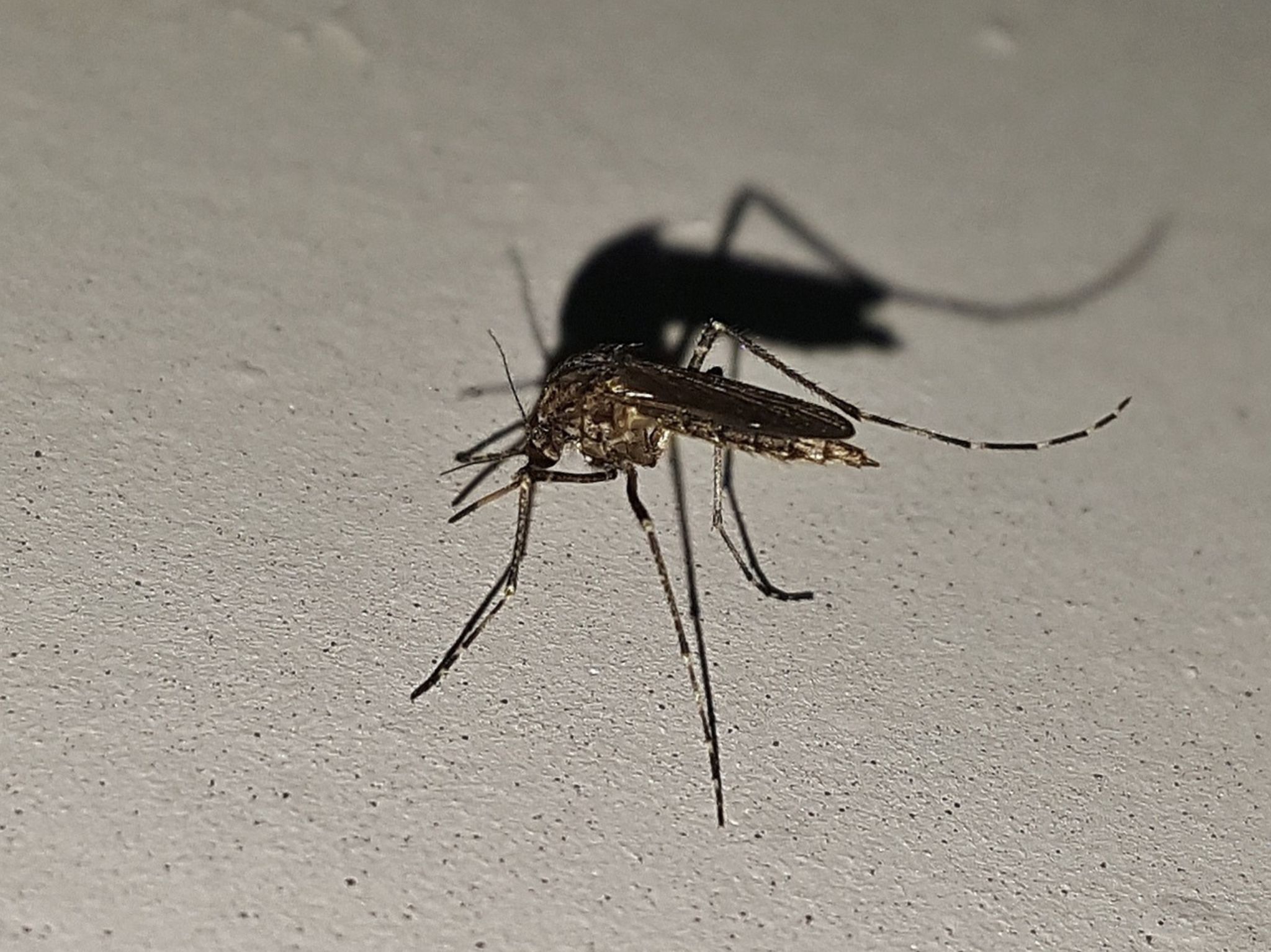 BRASIL REGISTRA QUEDA DE QUASE 70% NOS CASOS DE DENGUE NOS 2 PRIMEIROS MESES DE 2025